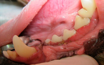 animaux apres detartrage