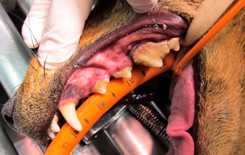 animaux avant detartrage