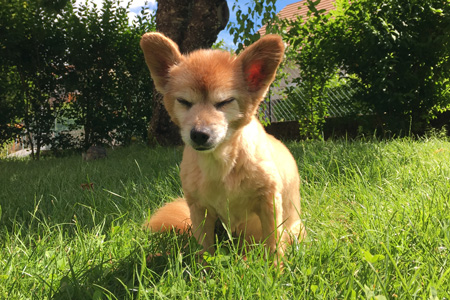 Canicule : les précautions à prendre avec vos animaux de compagnie