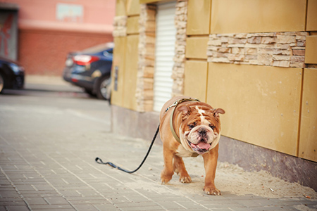 Je trouve un animal errant : que faire ?