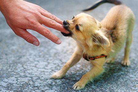 Mon chien vient de mordre une personne